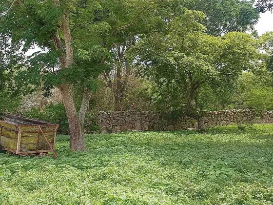 Terreno De 35 Hectarias Carretera Tetiz - Celestún