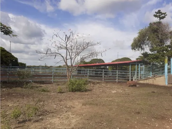 Se Vende Finca Productiva En Cojedes