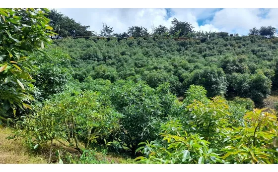 Lote Para La Venta En El Santuario Vereda Pantanillo 