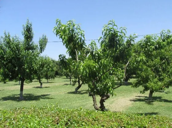 Gran Terreno Con Uso De Suelo Mixto