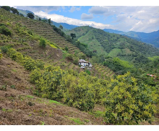 Venta Finca Genova Quindio Cod: 8035924