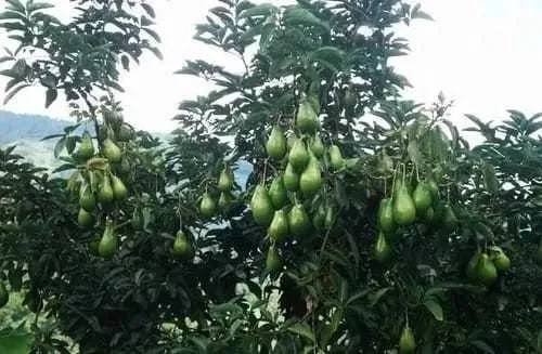Vendo Finca En Monte Plata