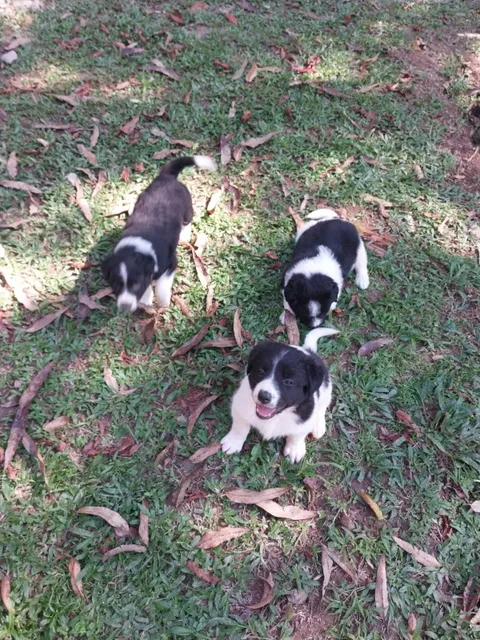 Cachorro Border Collie 100% Puro