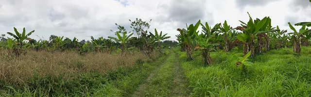 Terreno Agrícola En Arriendo 11.700 M2 Vía Chone El Carmen