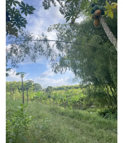 Finca En Venta Vereda Pantanillo Armenia Quindio