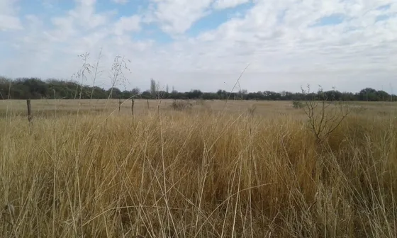 Campo En Venta De 50 Hectáreas - Cruz Del Eje 