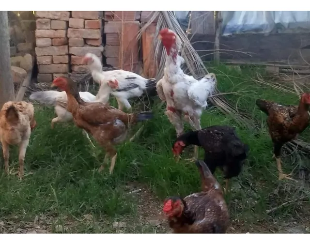 Vendo Índio Gigante 