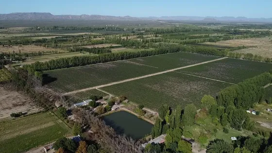 Exclusivo Viñedo De 20 Ha. En Cuadro Benegas