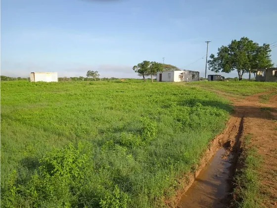 En Venta Finca, En Falcón, Municipio Piritu, Sector Curarí. W 7151790