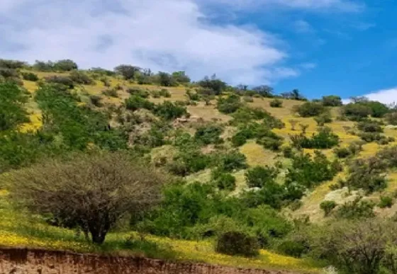Vende Parcelas, Rol, Melipilla, Proyecto Alta Vista