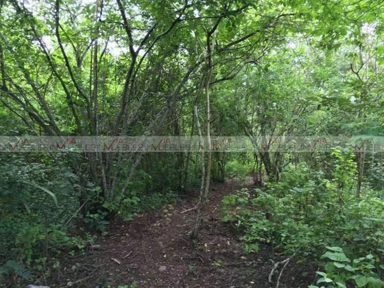 Terreno Para Desarrollar En Venta En Temax, Temax, Yucatán