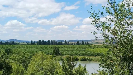 Venta De Campo Agrícola En Pencahue Id 81.797-cam