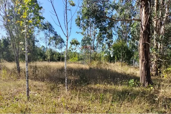 Venta De  Hermosa Parcela En Coipue Freire