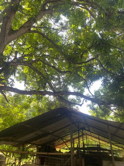 Finca En Sabana Del Medio Barrera Terreno De 5000mts2pose