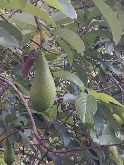 Fínca Cultivada En Árboles Frutales 