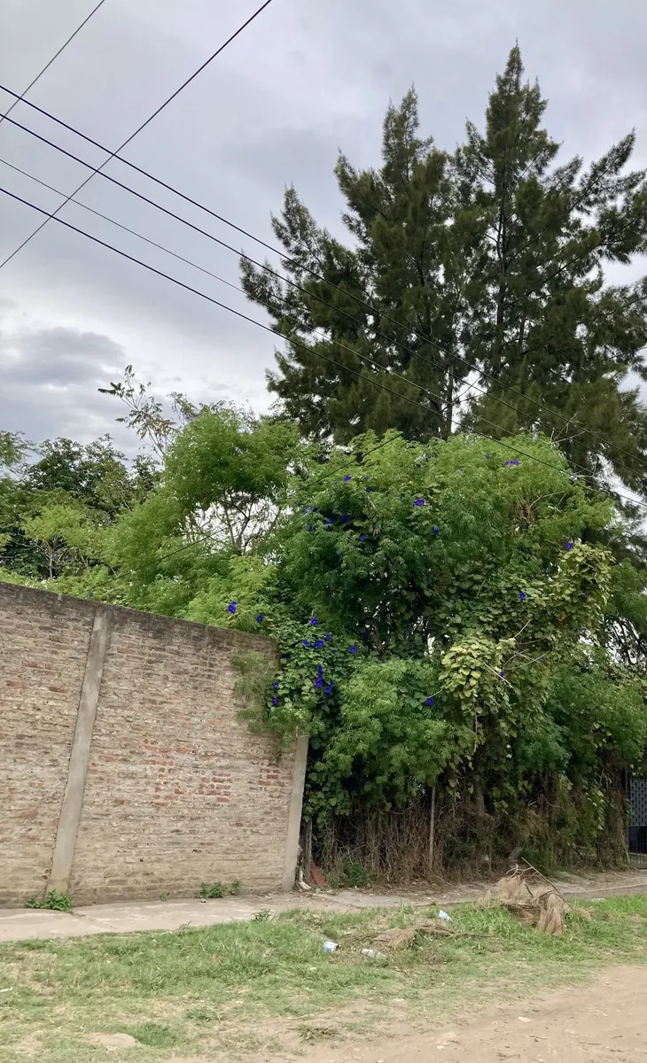 Lote De 8,66 X 50 Mts. Parquizado. Con Mejoras. Apto Crédito.
