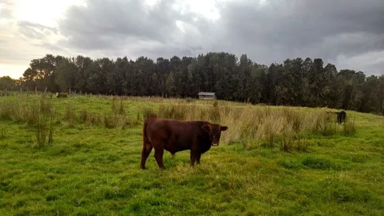 Agrícola En Venta En Ancud