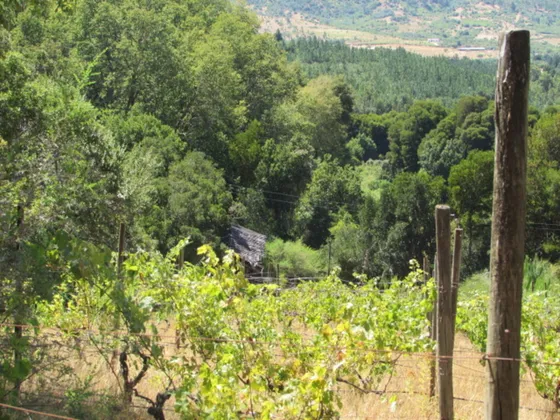 Campo Viña Y Frutales // Cauquenes (65617)