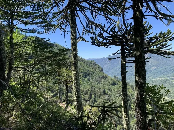 Sitio En Venta En Melipeuco