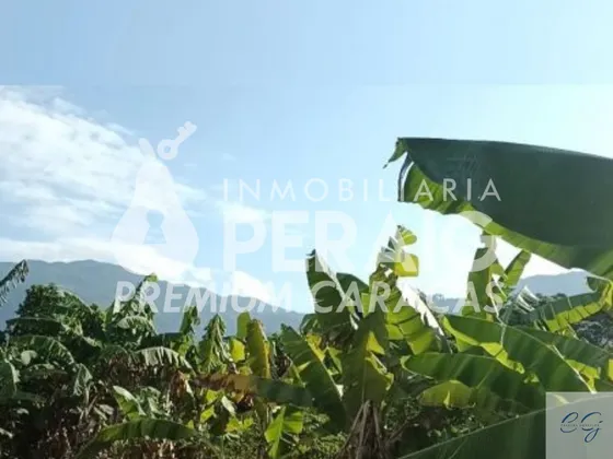 Venta Terreno En Guatire (cg)