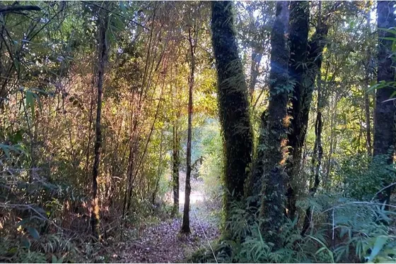Venta De Hermorsa Parcela En Calfuco