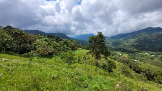 Venta Finca - Viani - C/marca Productiva