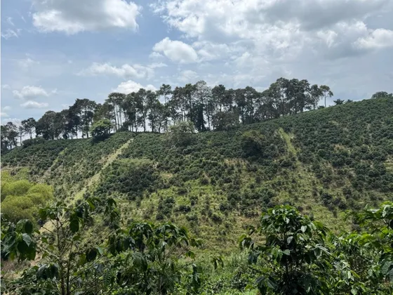 Se Vende Finca Cafetera Entre Alcala Y Quimbaya