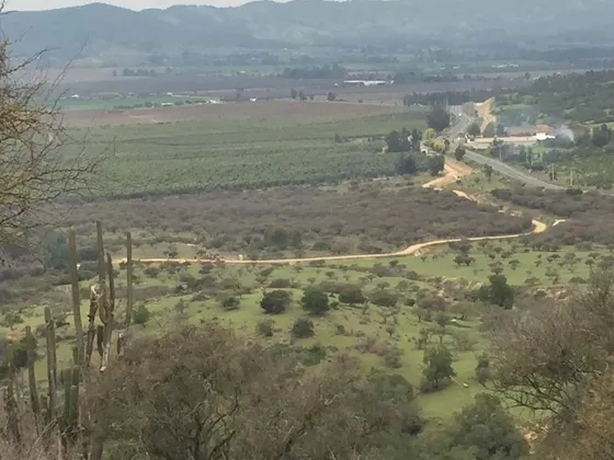 Agrícola En Arriendo En Lolol