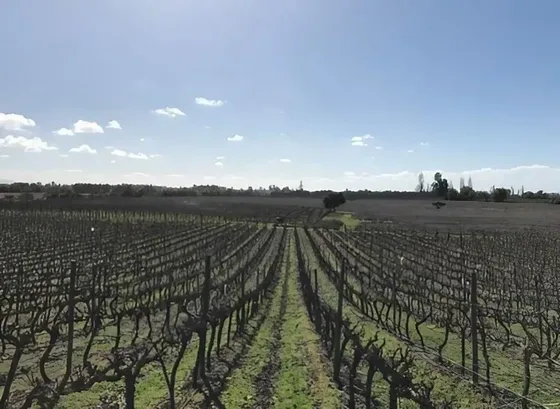 Campo Productivo En Linares (el Huapi)
