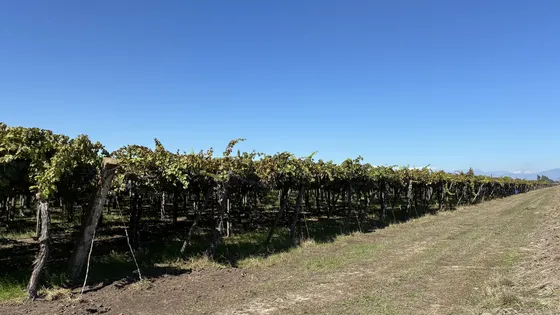 Campo De 76 Ha Plantado En Teno
