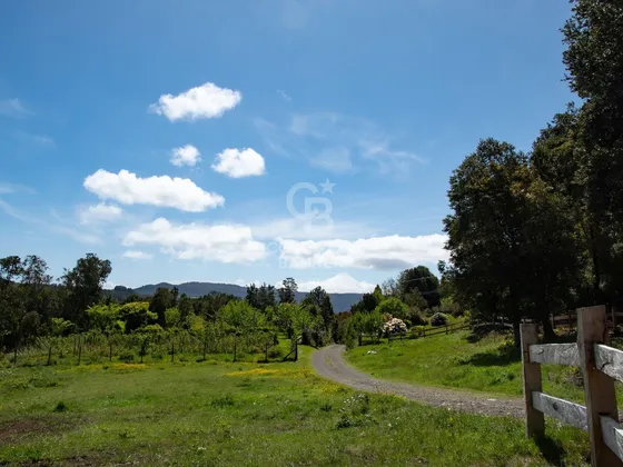 Bosque Para Conservación | Árboles Centenarios