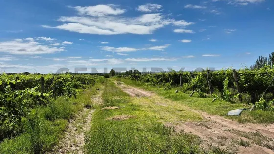 Finca En Venta En  Carrizal De Abajo 