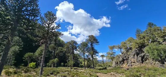 Terreno Cordillerano