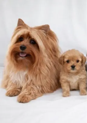 Yorkshire Golddust Macho Com Pedigree65569185061890121