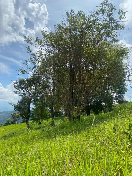 Se Vende Finca En Vereda La Sonora / Versalles Valle