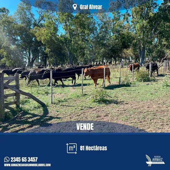 Se Venden 81 Hectáreas De Campo En General Alvear.
