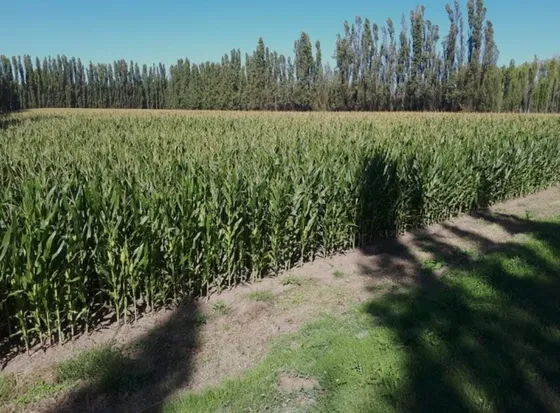 Campo Chacra 29 Ha En Viedma Carmen De Patagones Con Riego Y Cortina Forestal
