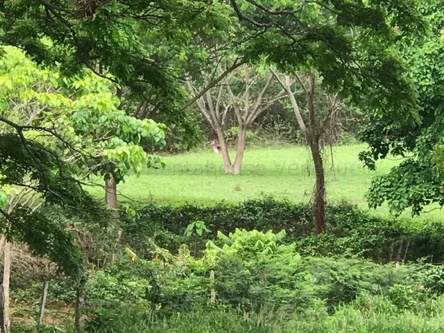 Maribel Morillo Vende Hermosa Finca De 368 Hectareas, Ubicada En Jacura En Falcon