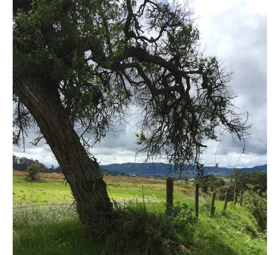 Excelente Finca Subachoque Vereda El Valle