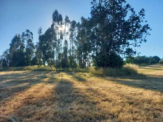 En Venta Parcela 5000 Mts2 Sector Trumao