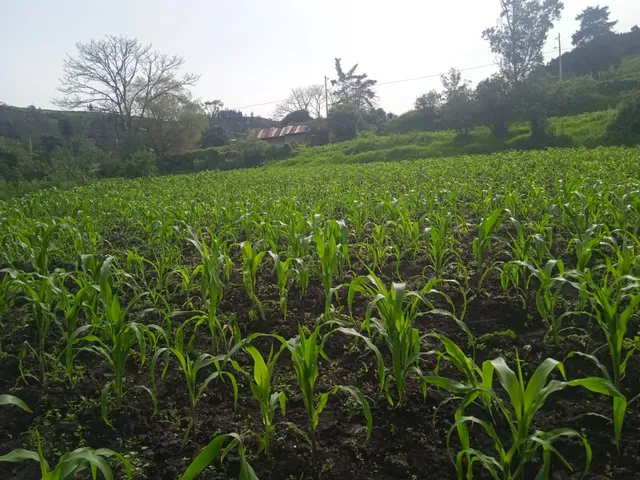 Lindo Terreno En Simbabe, Alausí.