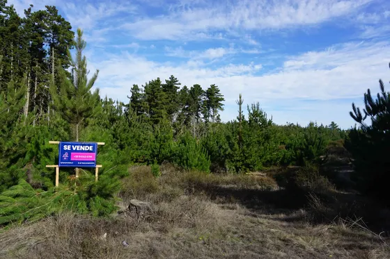 19 Mil M2 De Terreno Con Bosque Para Tu Próximo Proyecto!