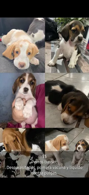 Cachorros Basset 