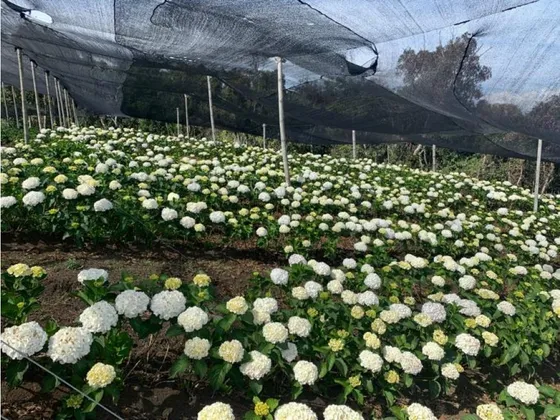 Finca Productiva En Venta En Vereda Barro Blanco Guarne