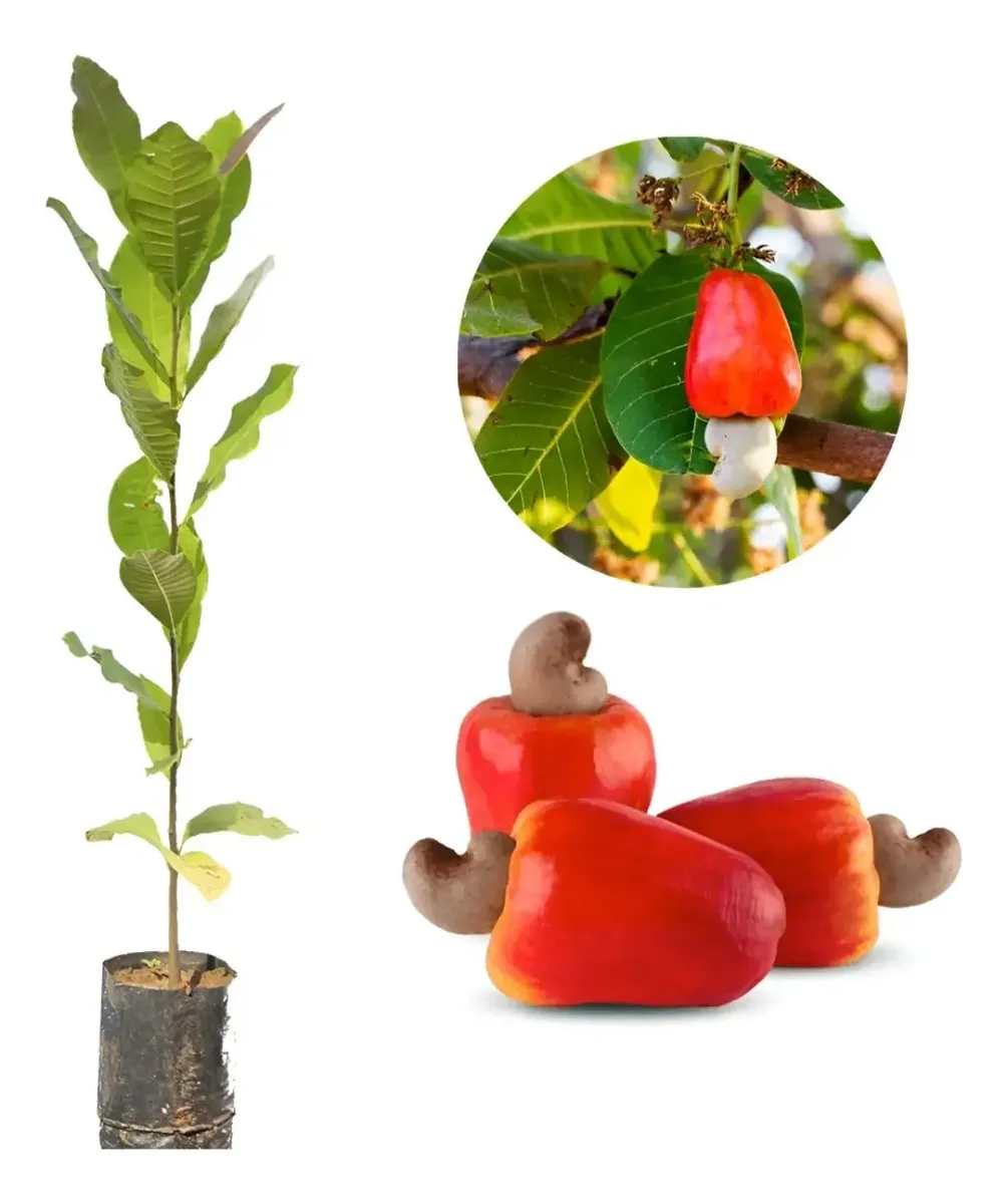 Kit Com 10 Mudas De Frutas Para Pomar E Vazos65568204833281122