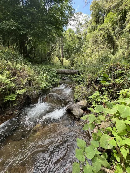 5 Terrenos En Rancho San Simón