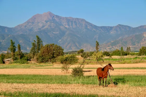 Parcelas De 5.000 M2.  Mejor Sector De Limache