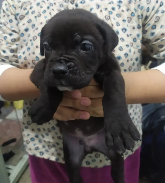 Cane Corso Martín Italiano