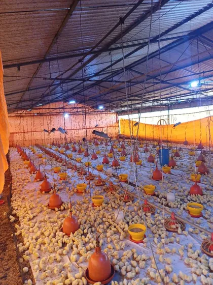 ¡oportunidad! Granja Avícola-ganadera 125 Hectáreas - Tinaquillo, Cojedes | 15 Ha Avícola (capac. 150,000 Aves) + 110 Ha Ganadería | $929,000 Negociable | Documentada 1890  Planta 250kva/pozo 10hp