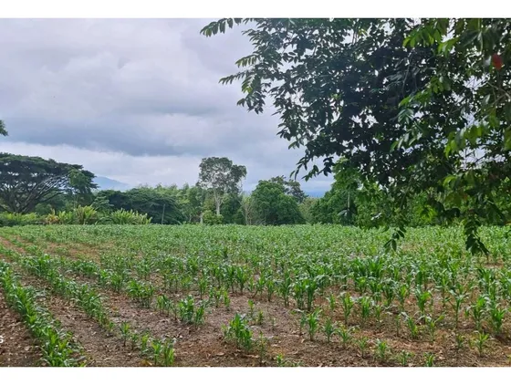 Finca Plana De 9.5 Cuadras En Pueblo Tapao Excelente Ubicación